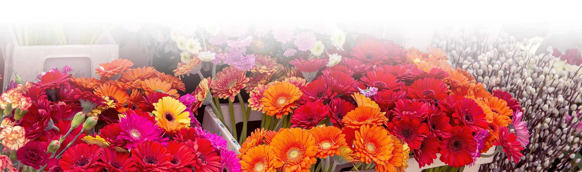 kolorowe kwiaty